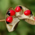 Hạt Đậu Tương Tư – Quỳnh Dao