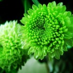 Hoa Cúc Không Phải Màu Vàng – Lê Minh Quốc