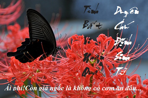 ÁI PHI, CÒN GIẢ NGỐC LÀ KHÔNG CÓ CƠM ĂN ĐÂU!(chính văn)